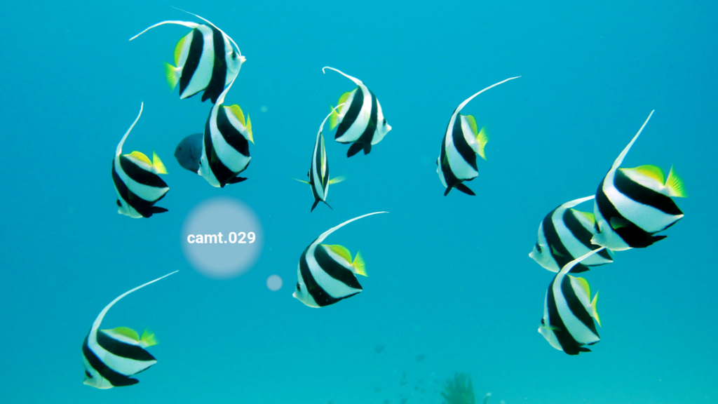 camt.029 ISO 20022 Message